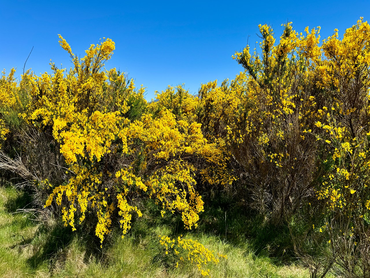 Bright yellow gorse flowers along a rural road in Southland, New Zealand