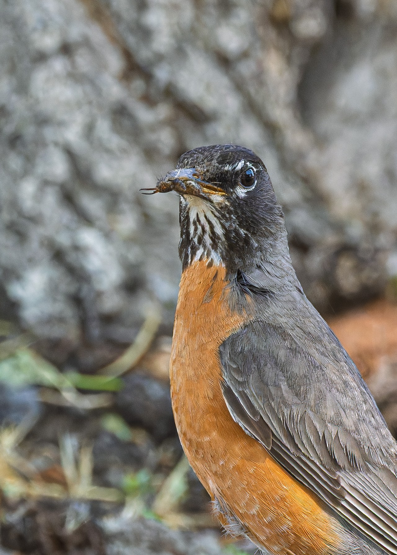 American Robin holding insects in its bill during nesting season