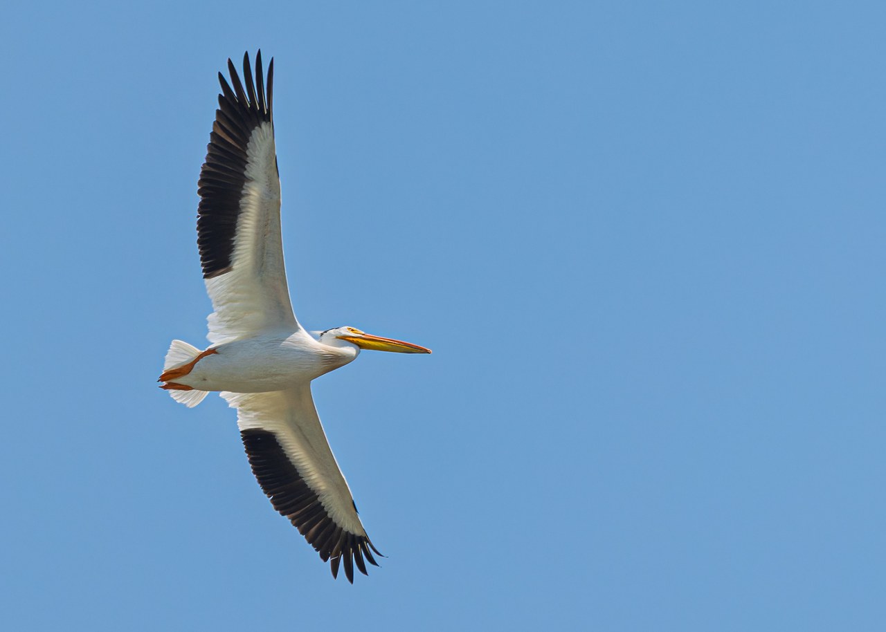 American White Pelican flying against a clear blue sky near Utah Lake