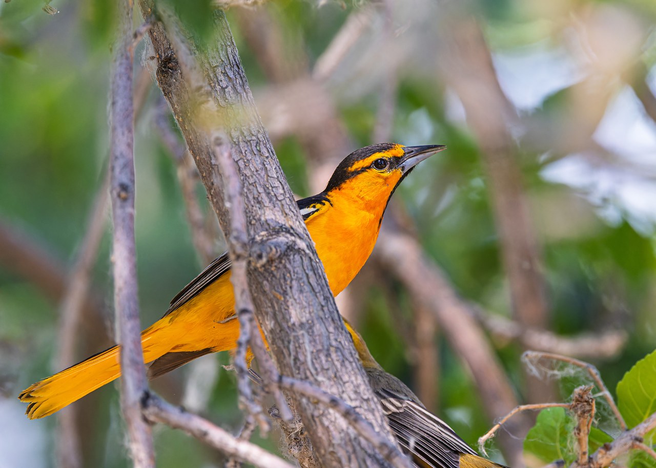 Adult Bullock's Oriole feeding a begging fledgling in leafy trees near Utah Lake State Park