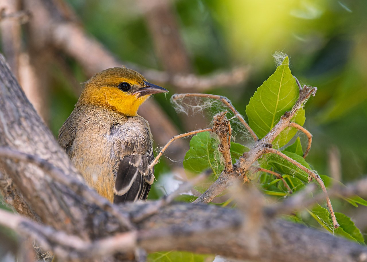 Young Bullock's Oriole perched among branches near Utah Lake State Park
