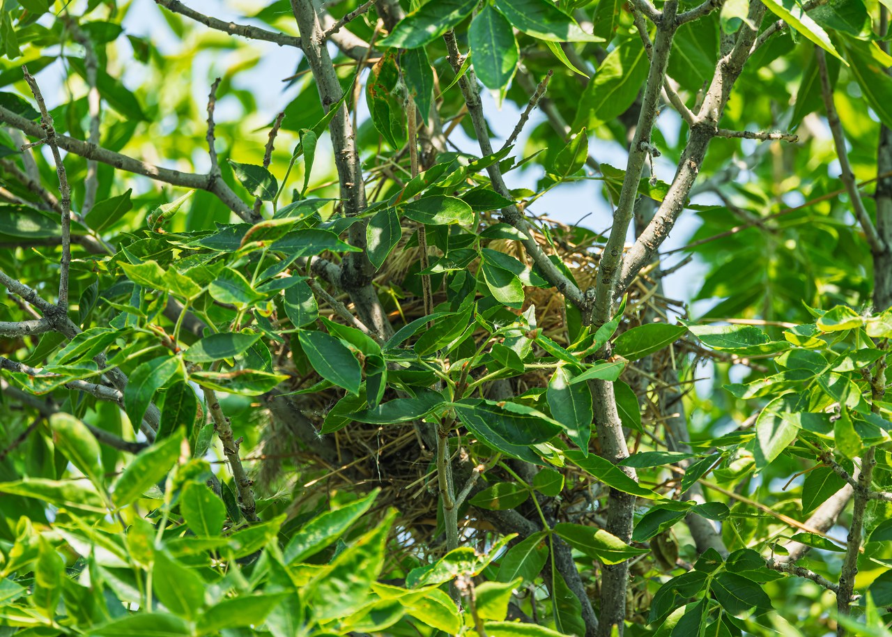 A woven nest tucked among green leaves in the same tree where Bullock's Orioles were active