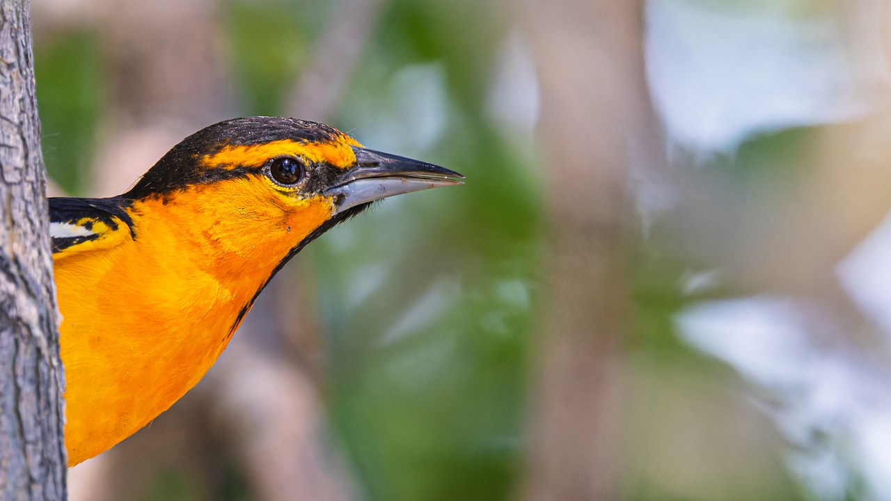 Adult Bullock’s Oriole peeking from behind a tree during a FeatherQuest birding adventure with Wasatch Nature School at Utah Lake State Park.