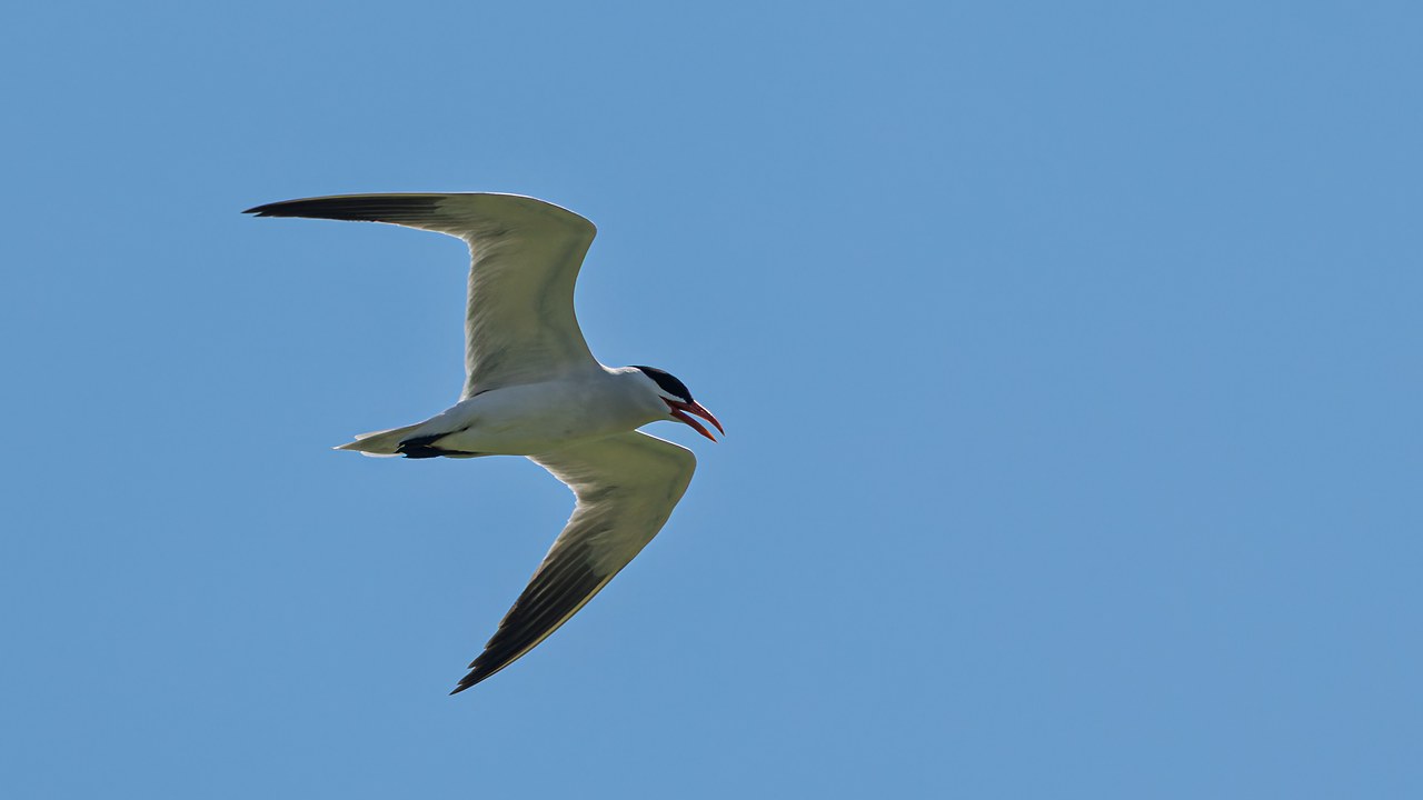 Caspian Tern flying against a blue sky with its red bill visible