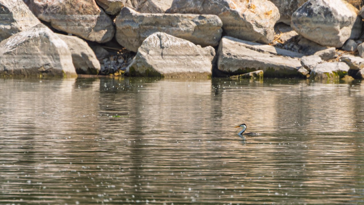Distant Clark's Grebe floating on the harbor water near Utah Lake State Park