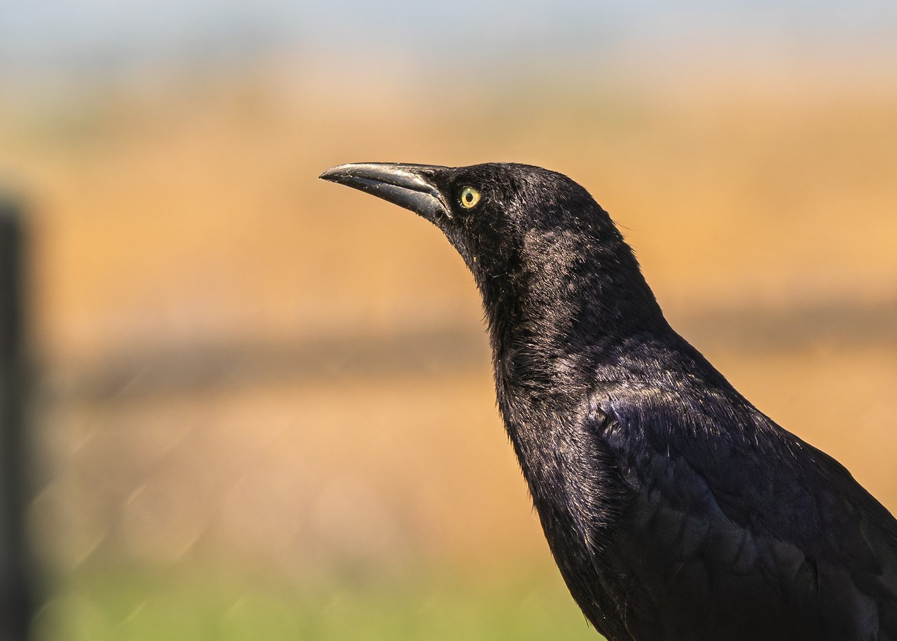 Great-tailed Grackle standing in warm light near Utah Lake State Park