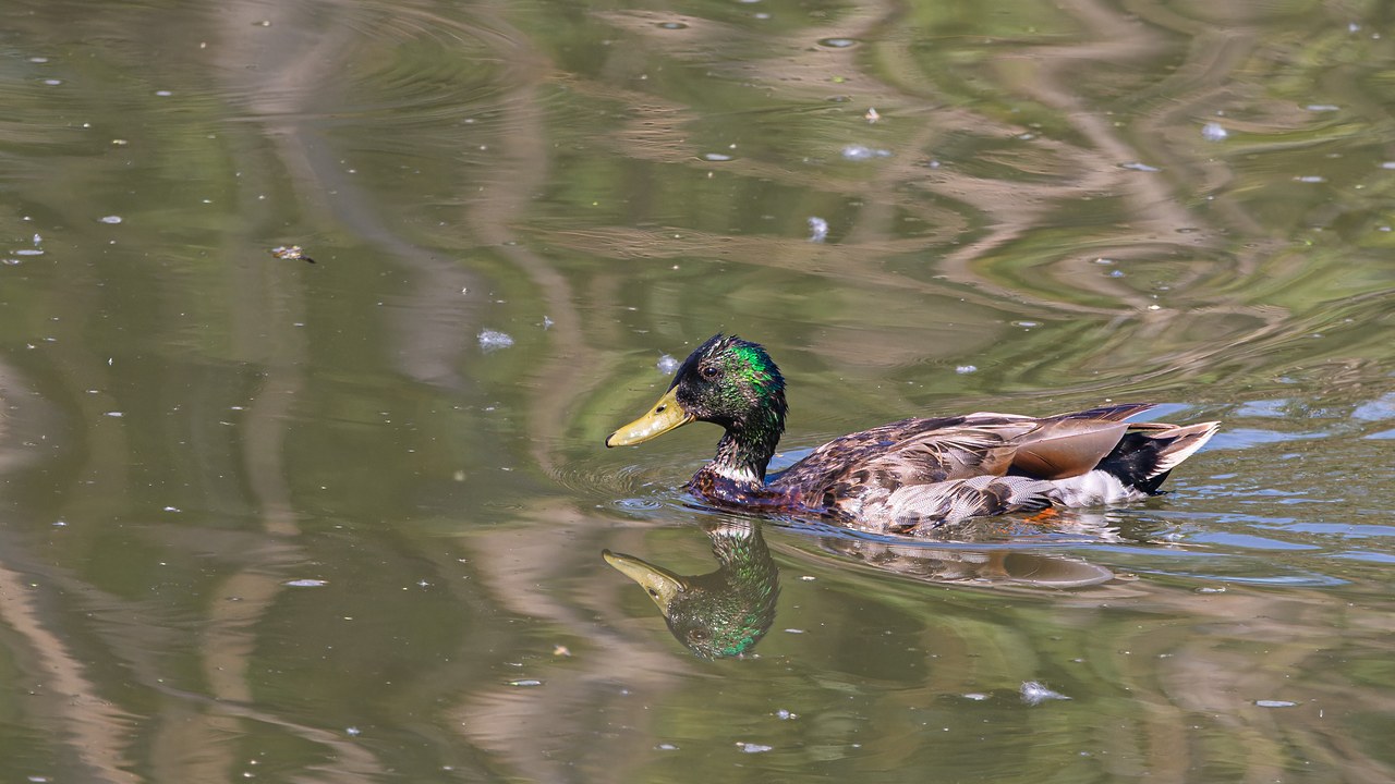Male Mallard swimming through calm water with a reflection below him at Utah Lake State Park.
