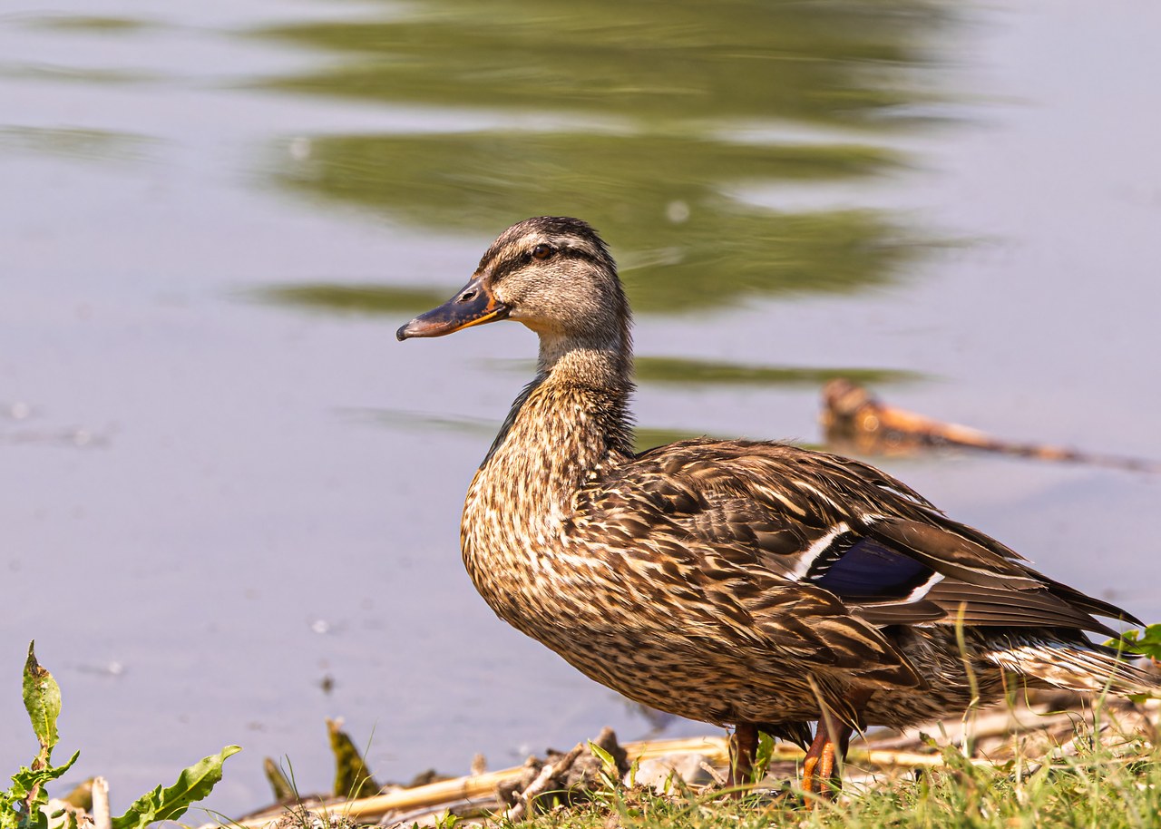 Female Mallard standing near the water at Utah Lake State Park