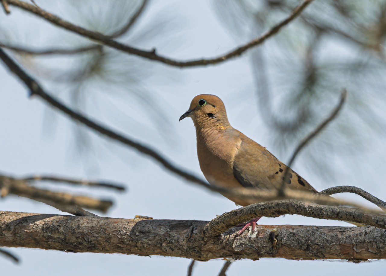 Mourning Dove perched on a pine branch near Utah Lake State Park