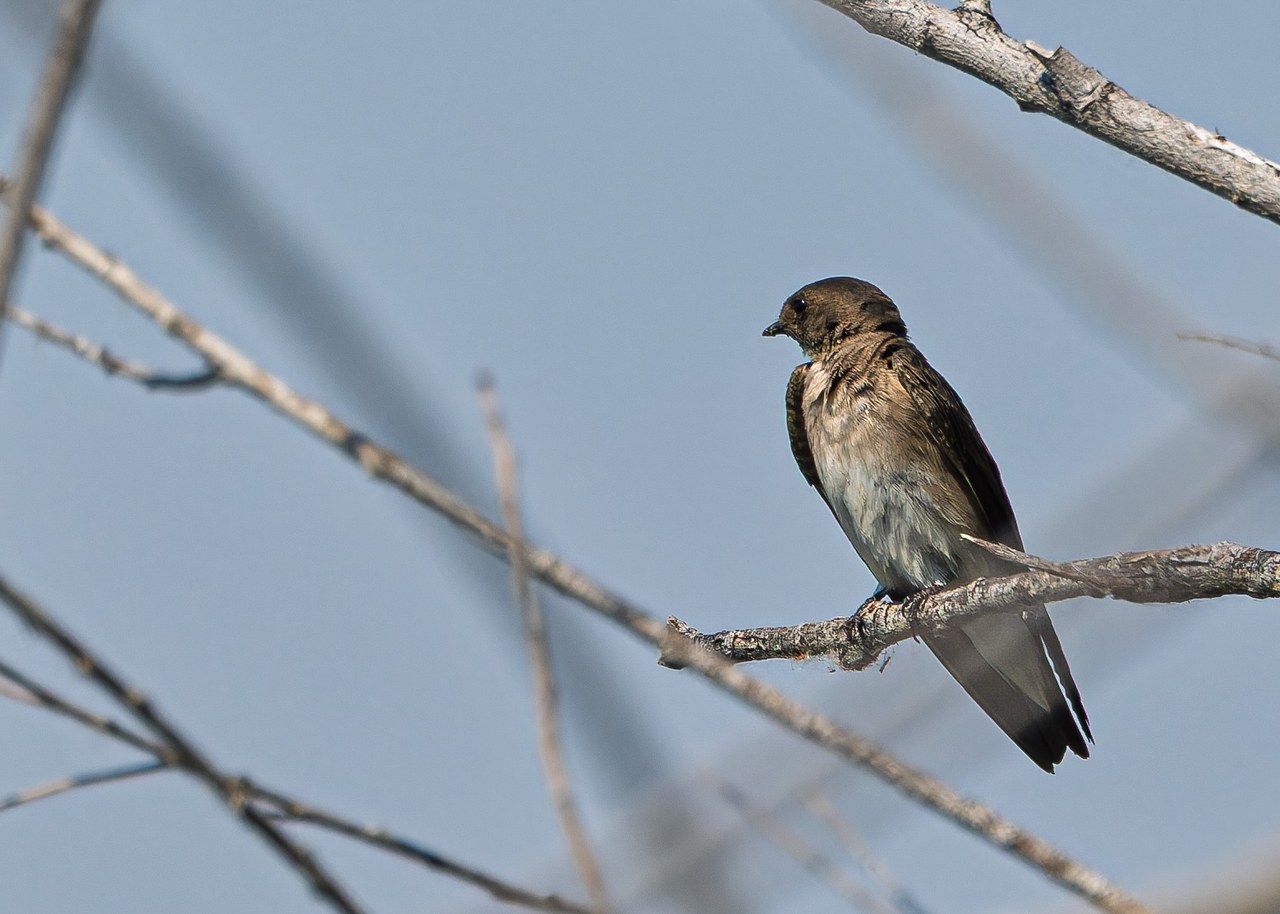 Northern Rough-winged Swallow perched on a bare branch near the water