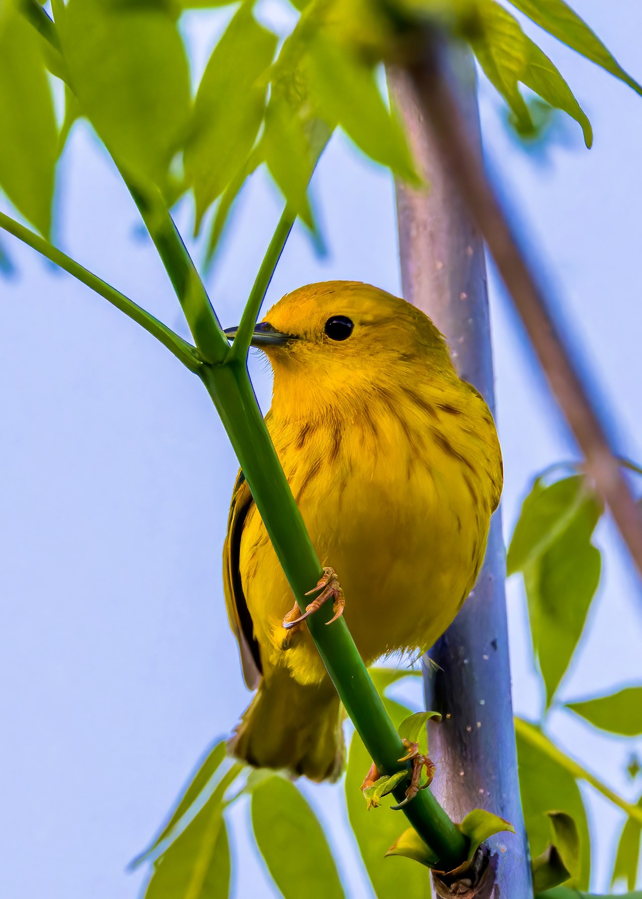 Yellow Warbler perched among branches and green leaves