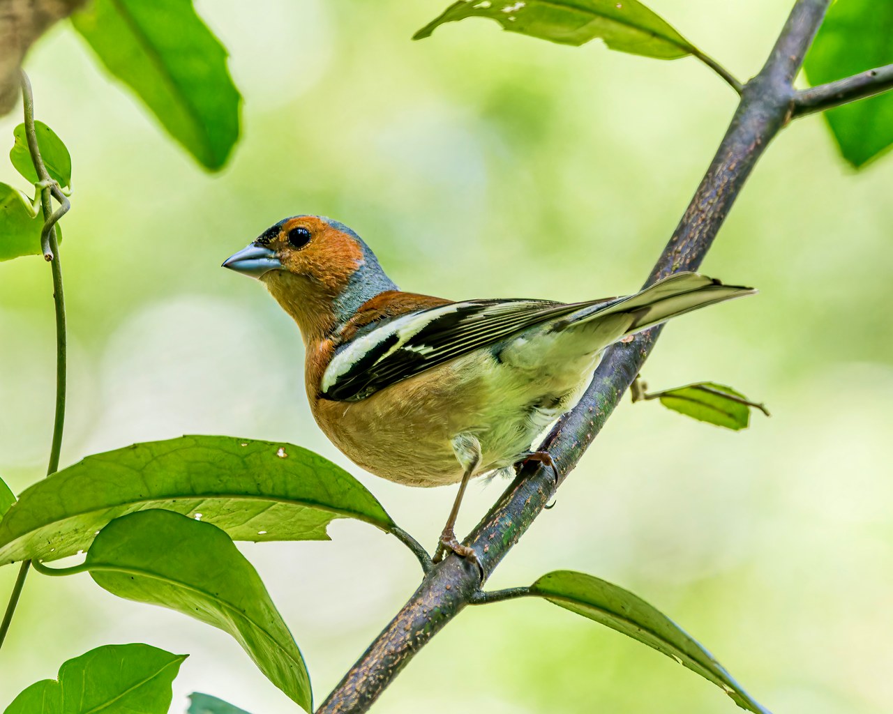 Common Chaffinch perched on a branch at Smiths Bush in Auckland