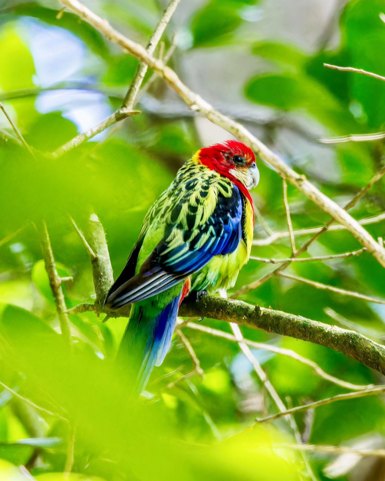 Eastern Rosella perched in green foliage in Auckland