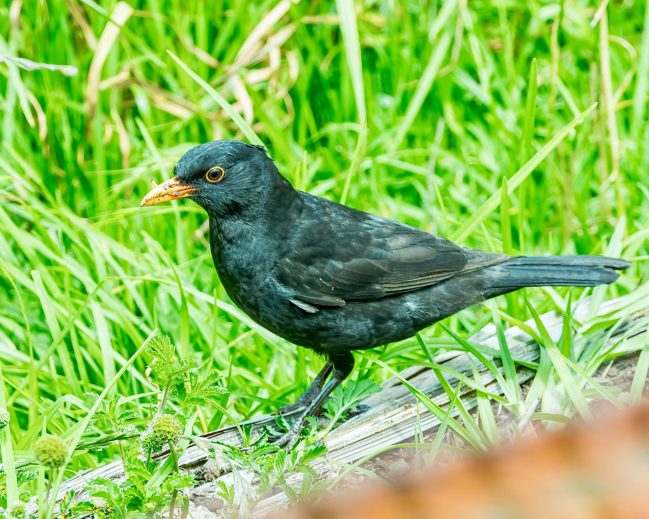 Eurasian Blackbird standing in grass at One Tree Hill in Auckland