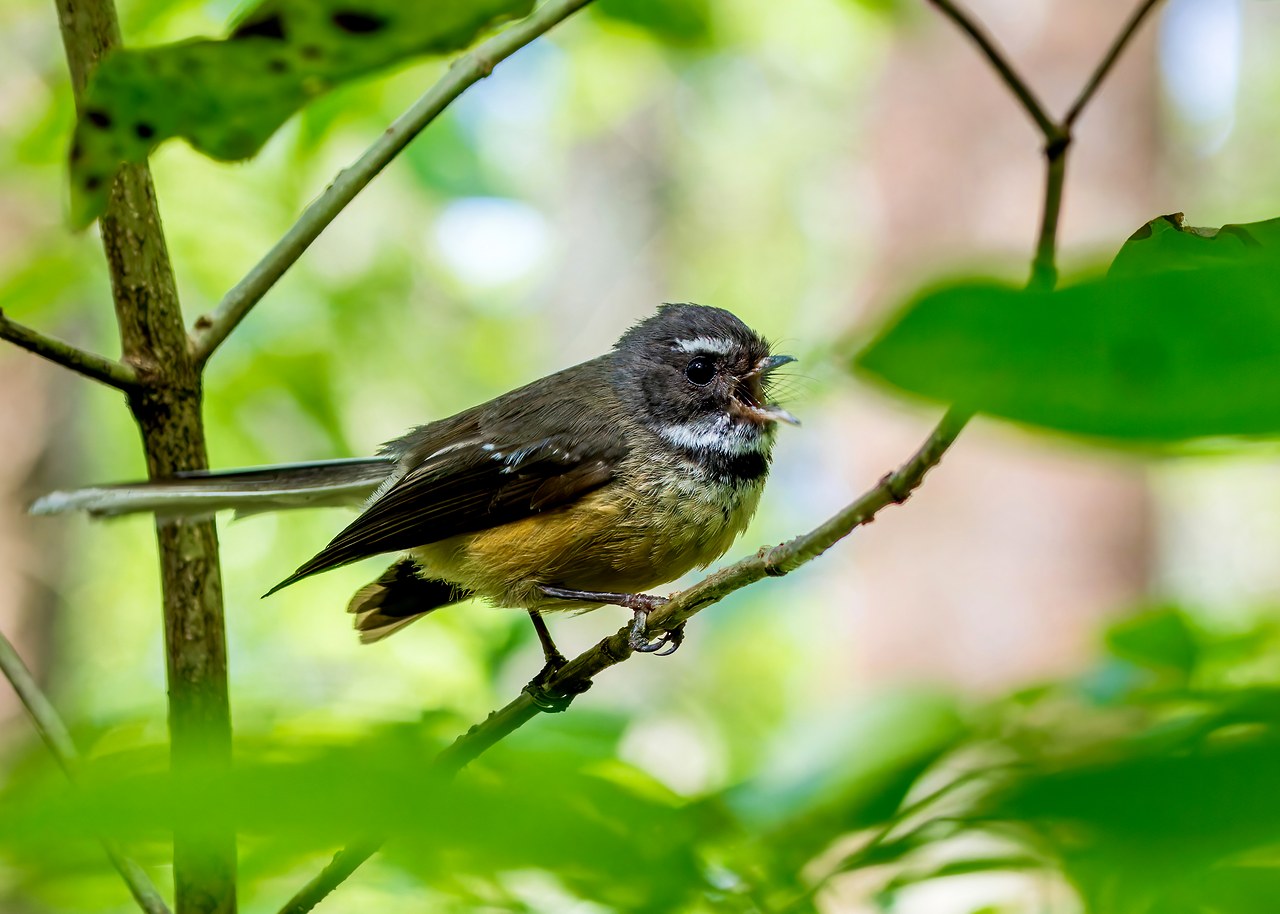 New Zealand Fantail calling from a branch in Smiths Bush