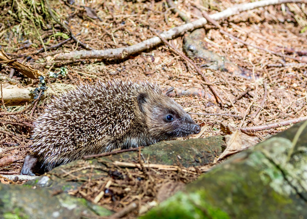 Hedgehog walking along the forest floor at Smiths Bush