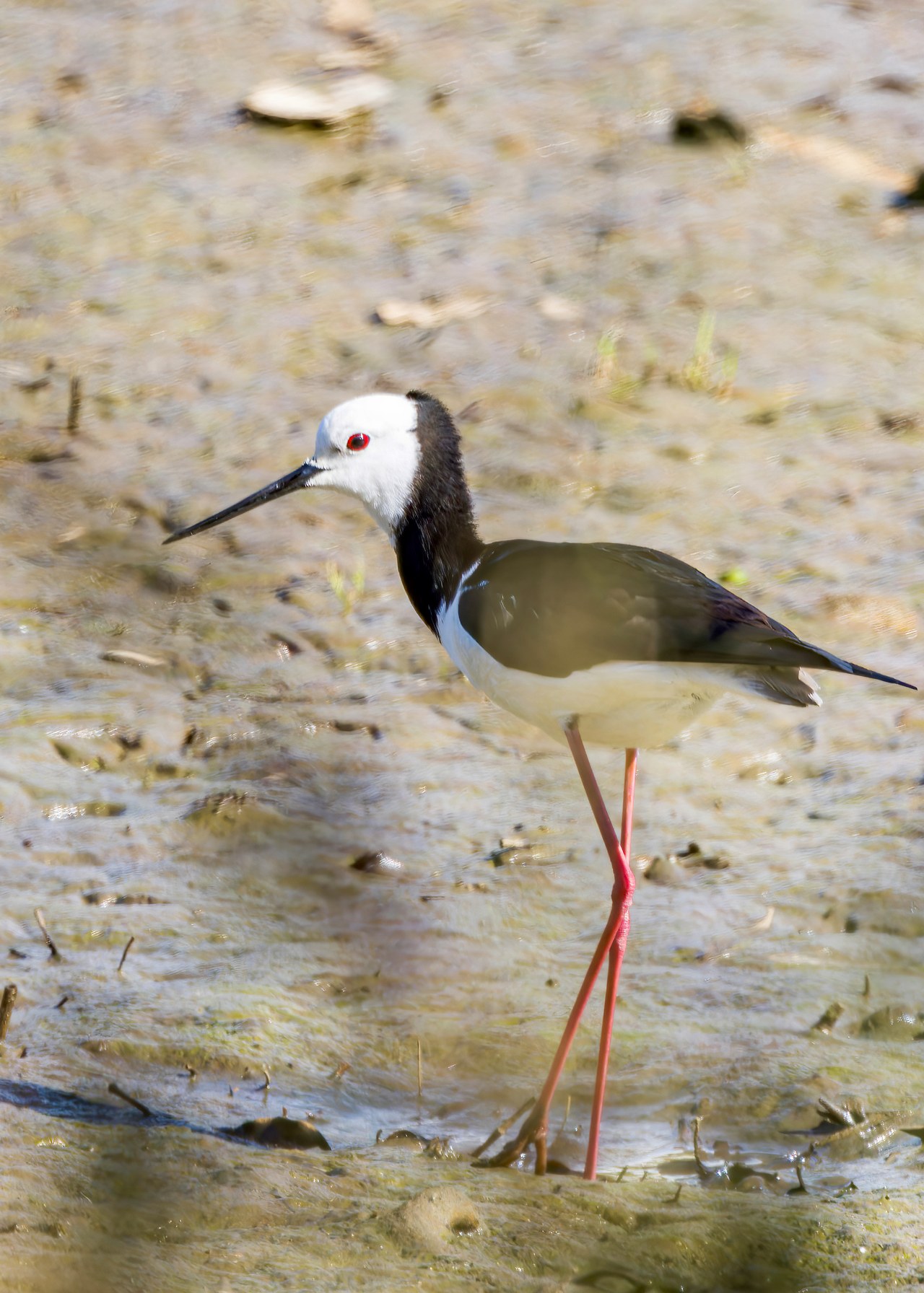 Pied Stilt walking through shallow mudflats near Smiths Bush