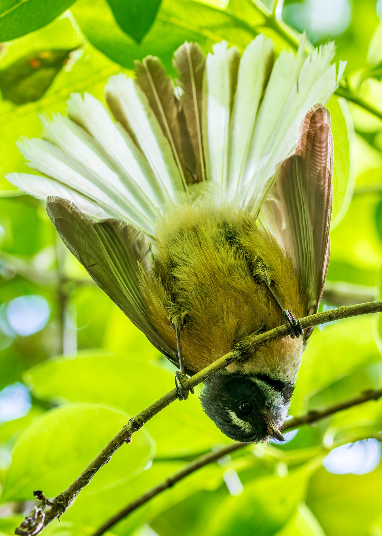 New Zealand Fantail hanging upside down beneath a branch in Smiths Bush