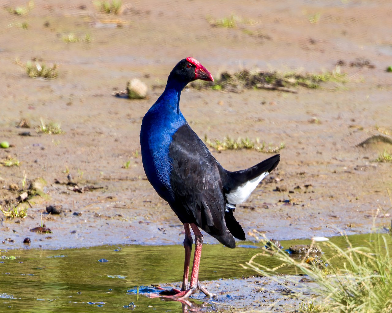 Australasian Swamphen or Pūkeko standing in shallow water near Smiths Bush