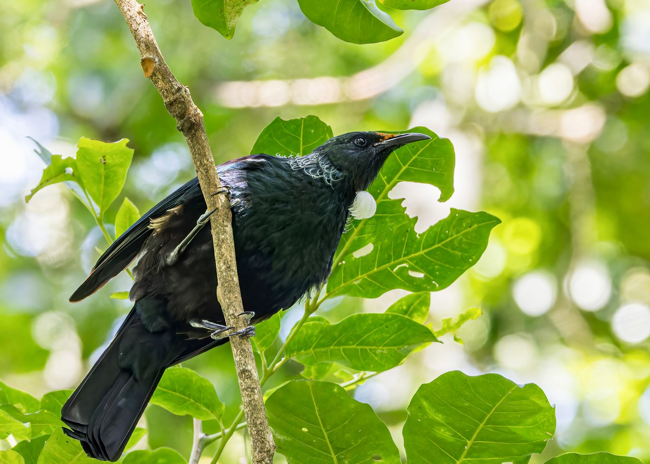 Tūī perched in foliage at Smiths Bush in Auckland