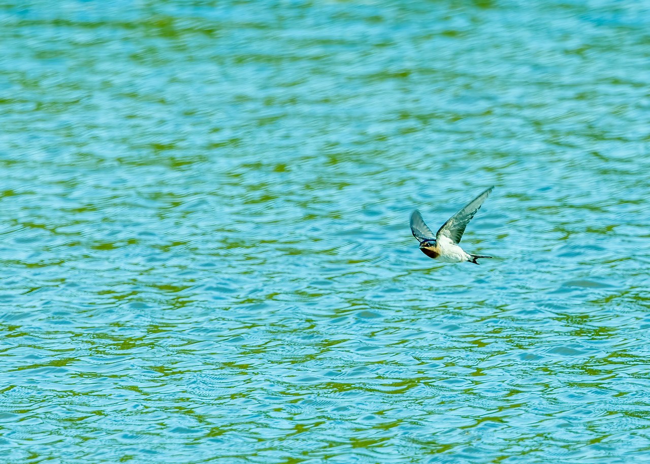 Welcome Swallow flying low over water near Smiths Bush in Auckland