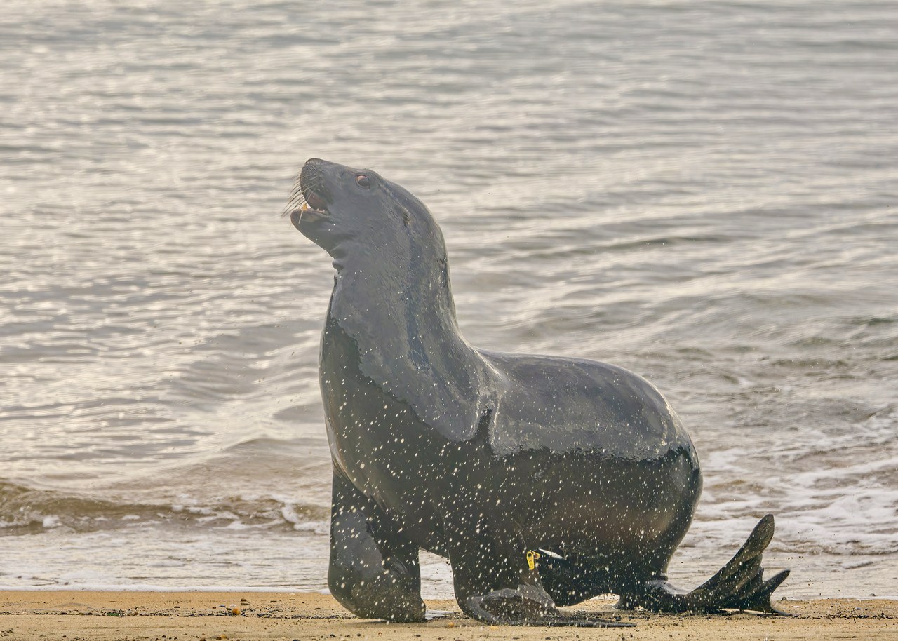 Sea lion running across the shoreline in New Zealand