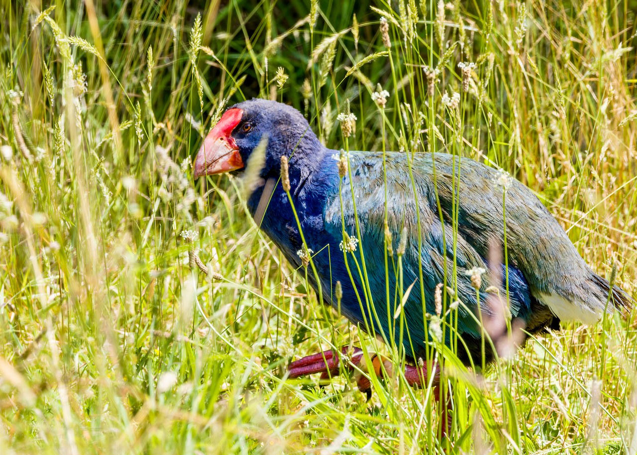 Takahē standing in grass in New Zealand