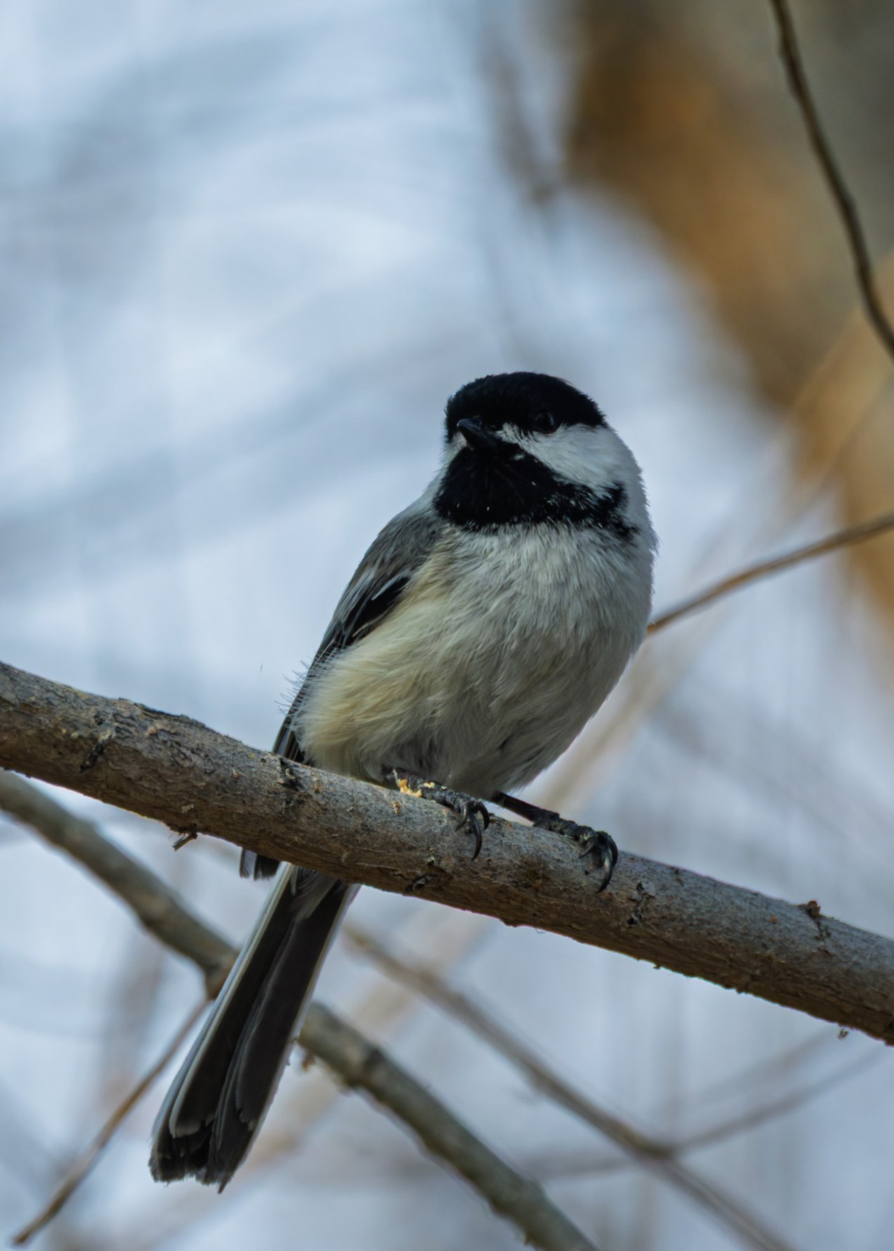Black-capped Chickadee perched on a bare branch with soft background
