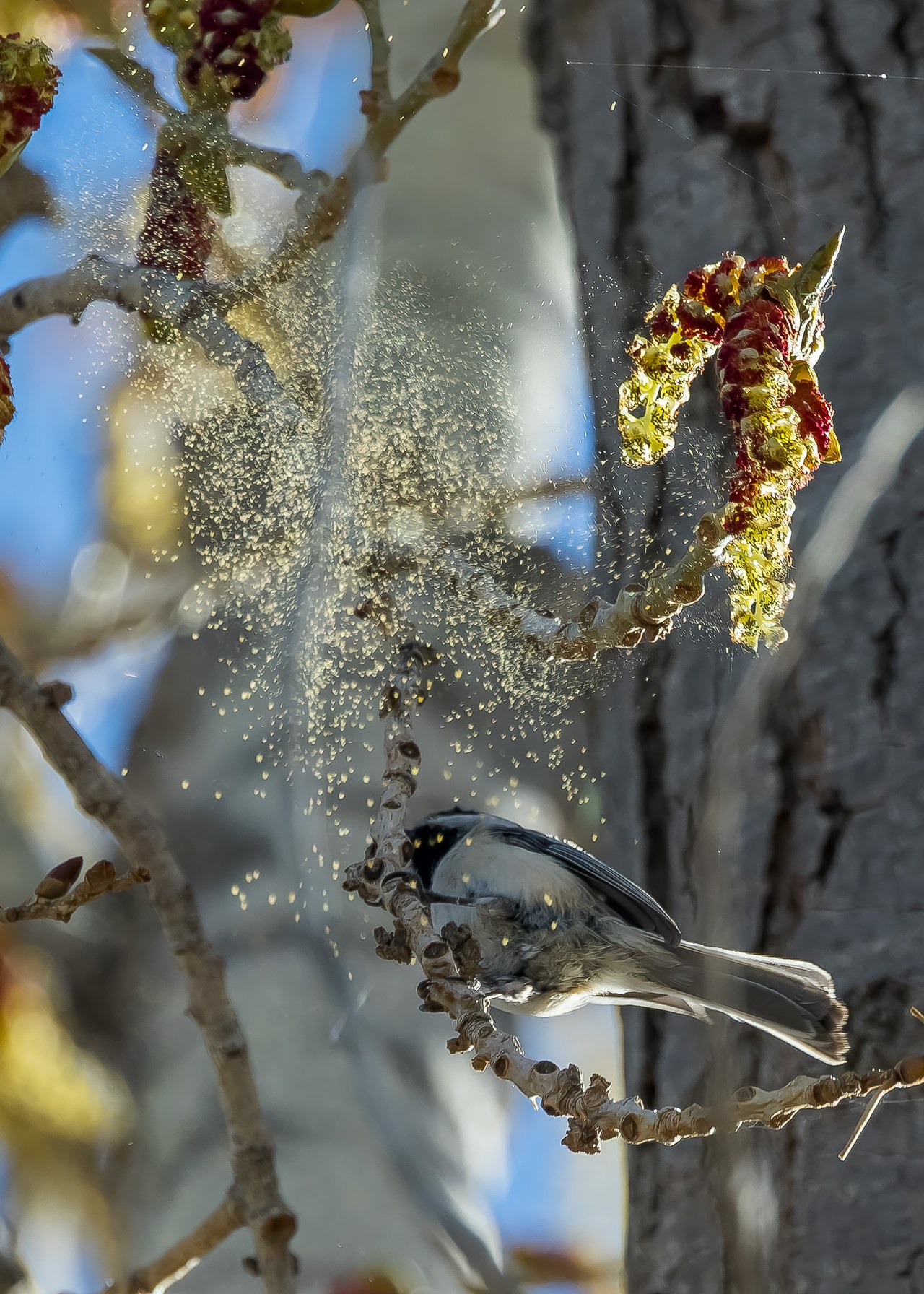Black-capped Chickadee kicking pollen into the air