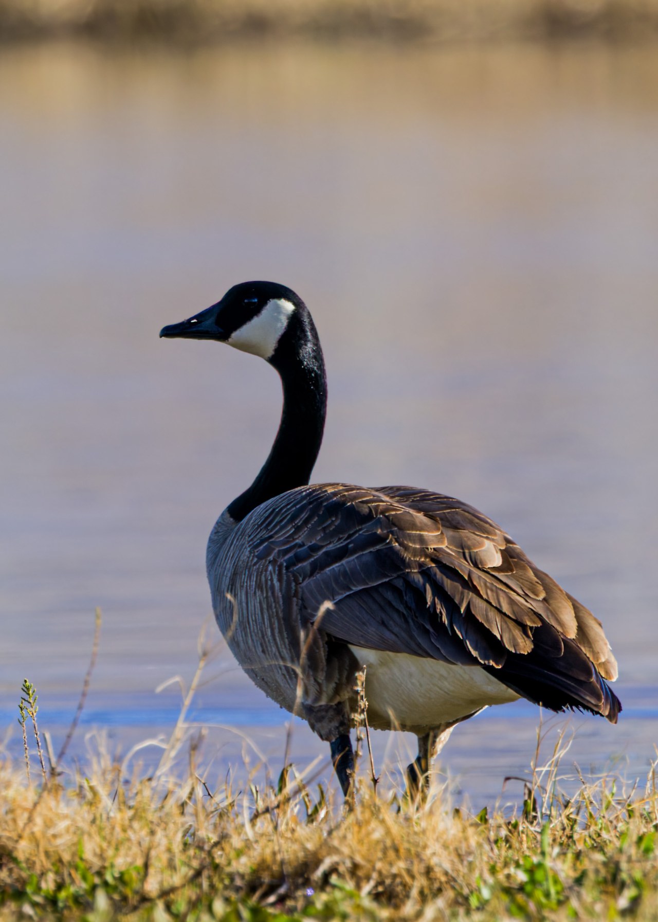 Canada Goose standing at water’s edge with soft background light