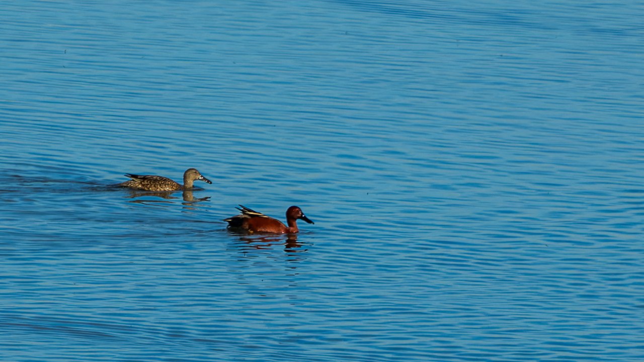 Pair of Cinnamon Teal swimming on calm water