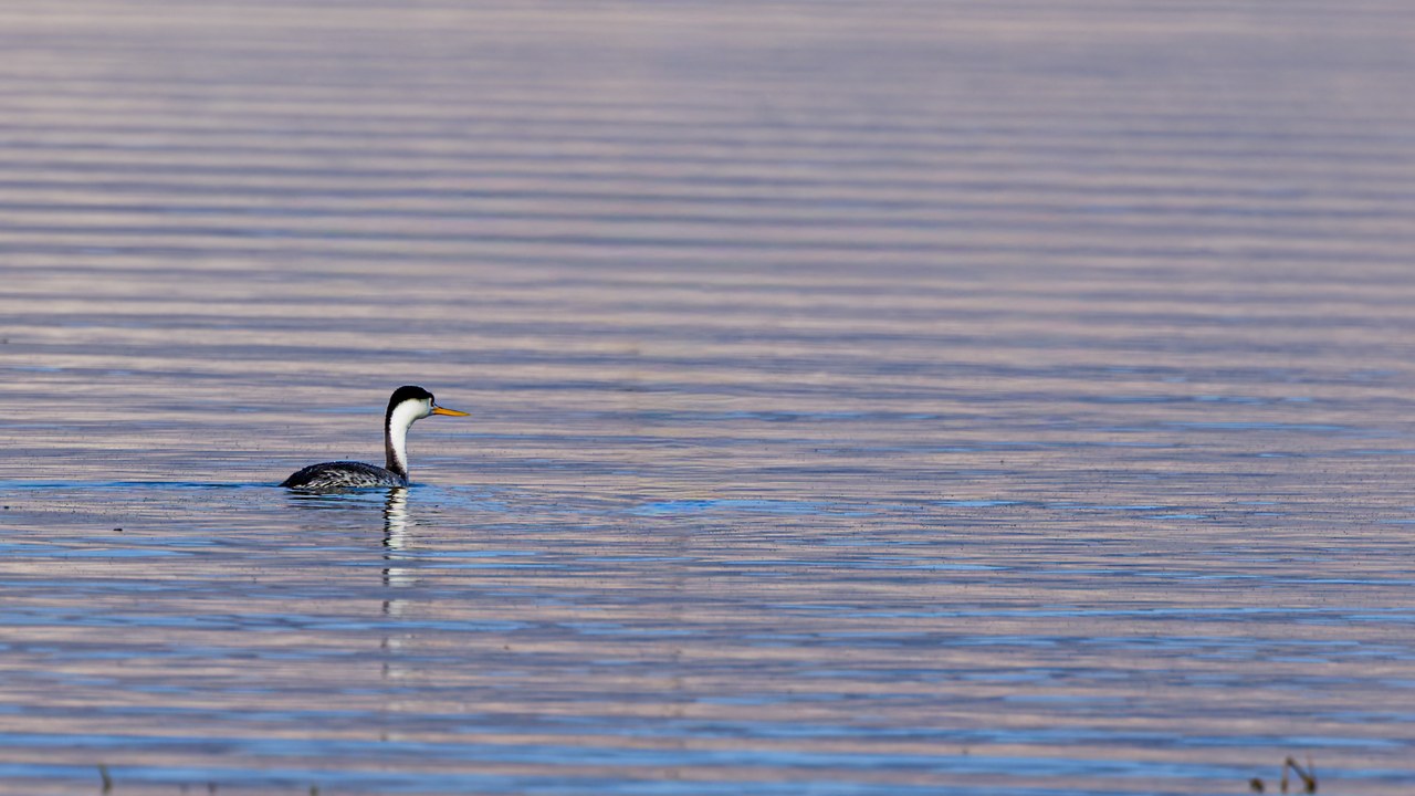 Clark’s Grebe swimming on calm water at the Provo River Delta, identified by its white face and cap stopping short of the eye