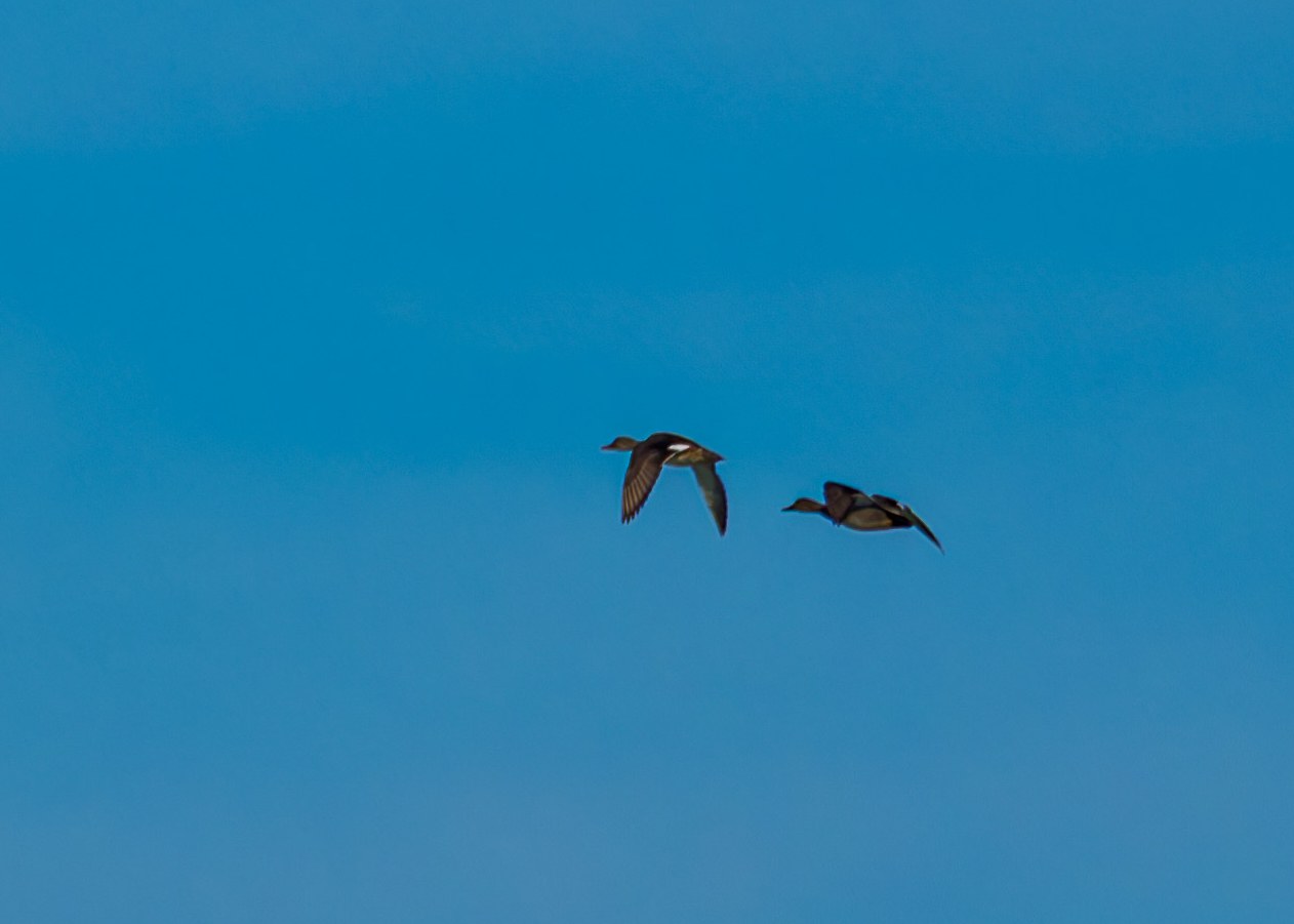 Pair of Gadwalls flying across a blue sky in silhouette