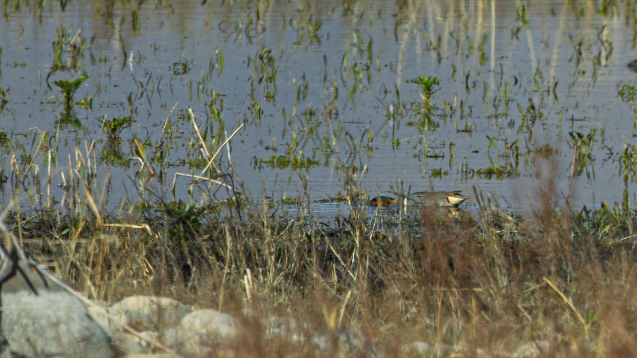 Green-winged Teal partially hidden in marsh grass, barely visible while dabbling