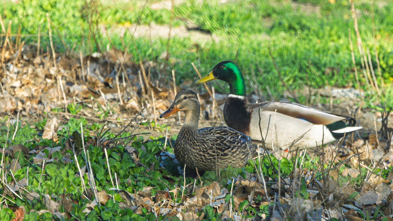 Male and female Mallard standing together near grassy shoreline