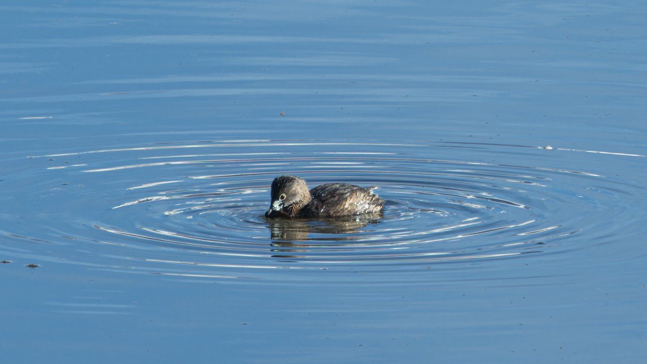 Pied-billed Grebe floating in calm water creating circular ripples