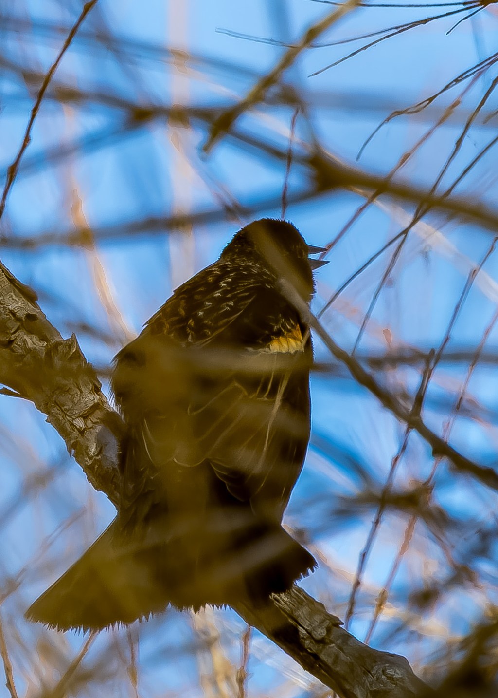 Red-winged Blackbird perched on a branch singing with its red and yellow shoulder patch visible