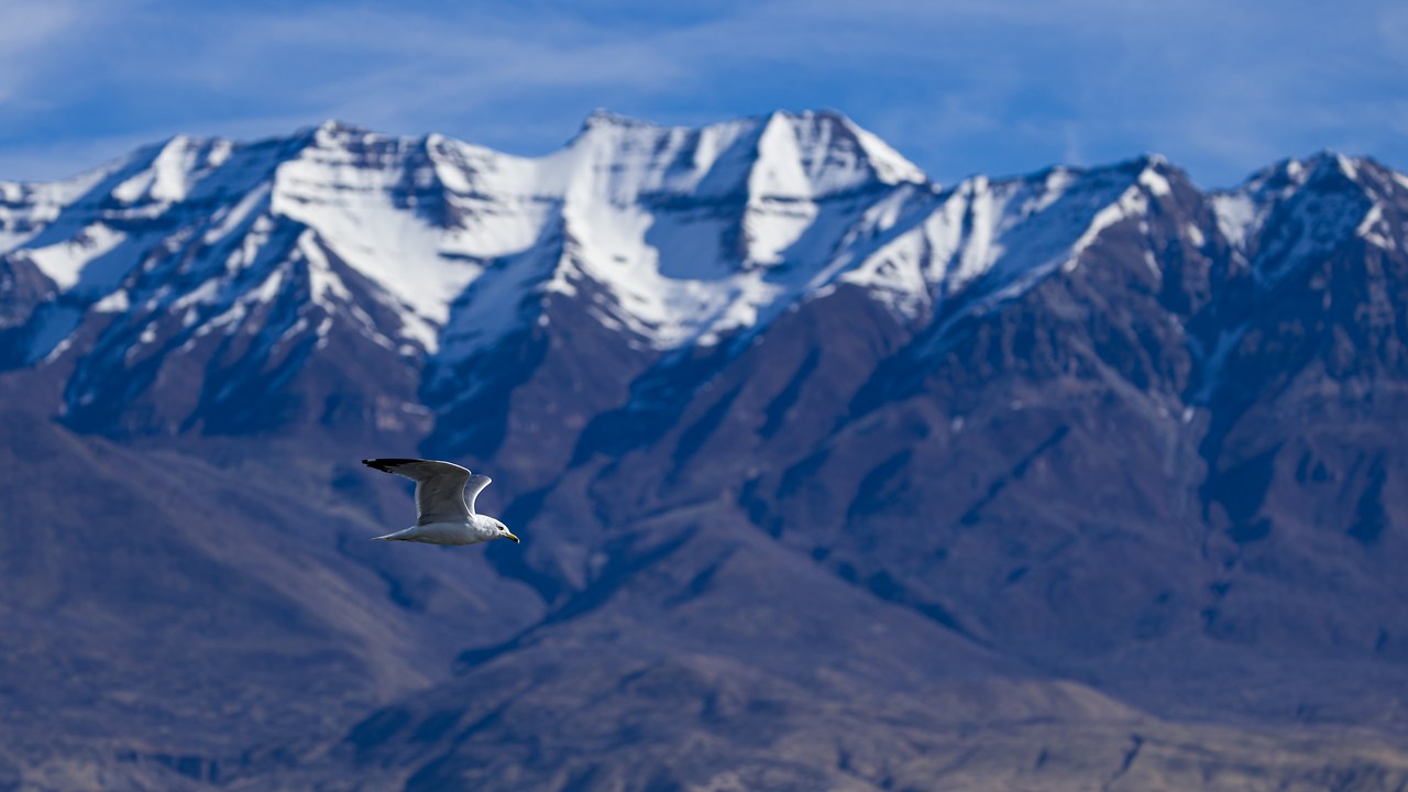 Ring-billed Gull flying with Wasatch Mountains behind