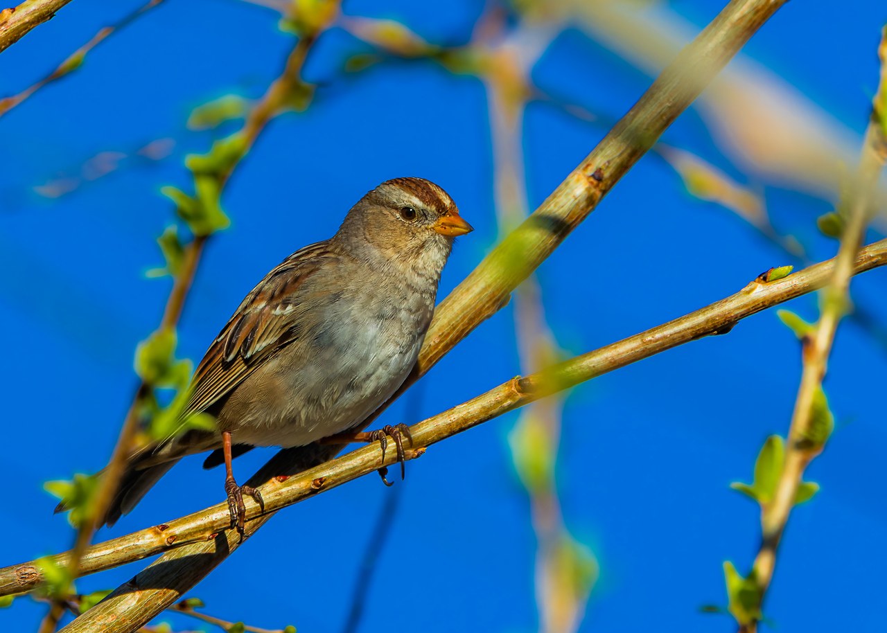 White-crowned Sparrow perched on a branch