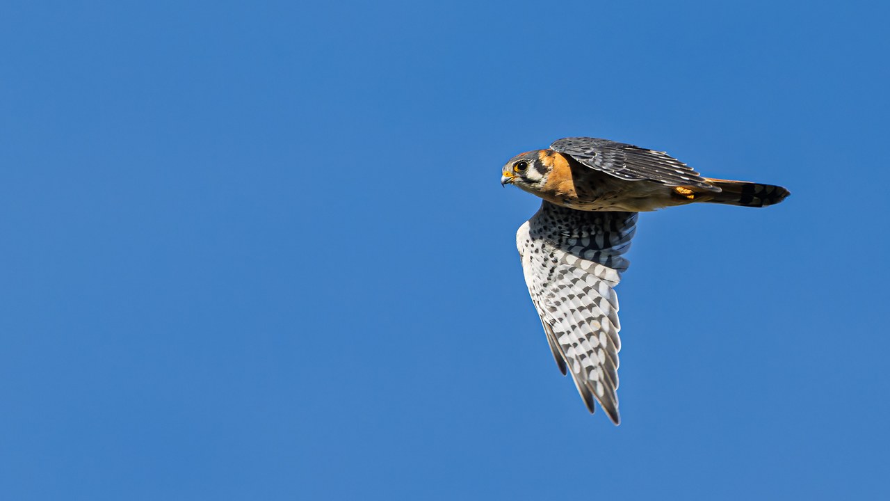 American Kestrel flying against a clear blue sky