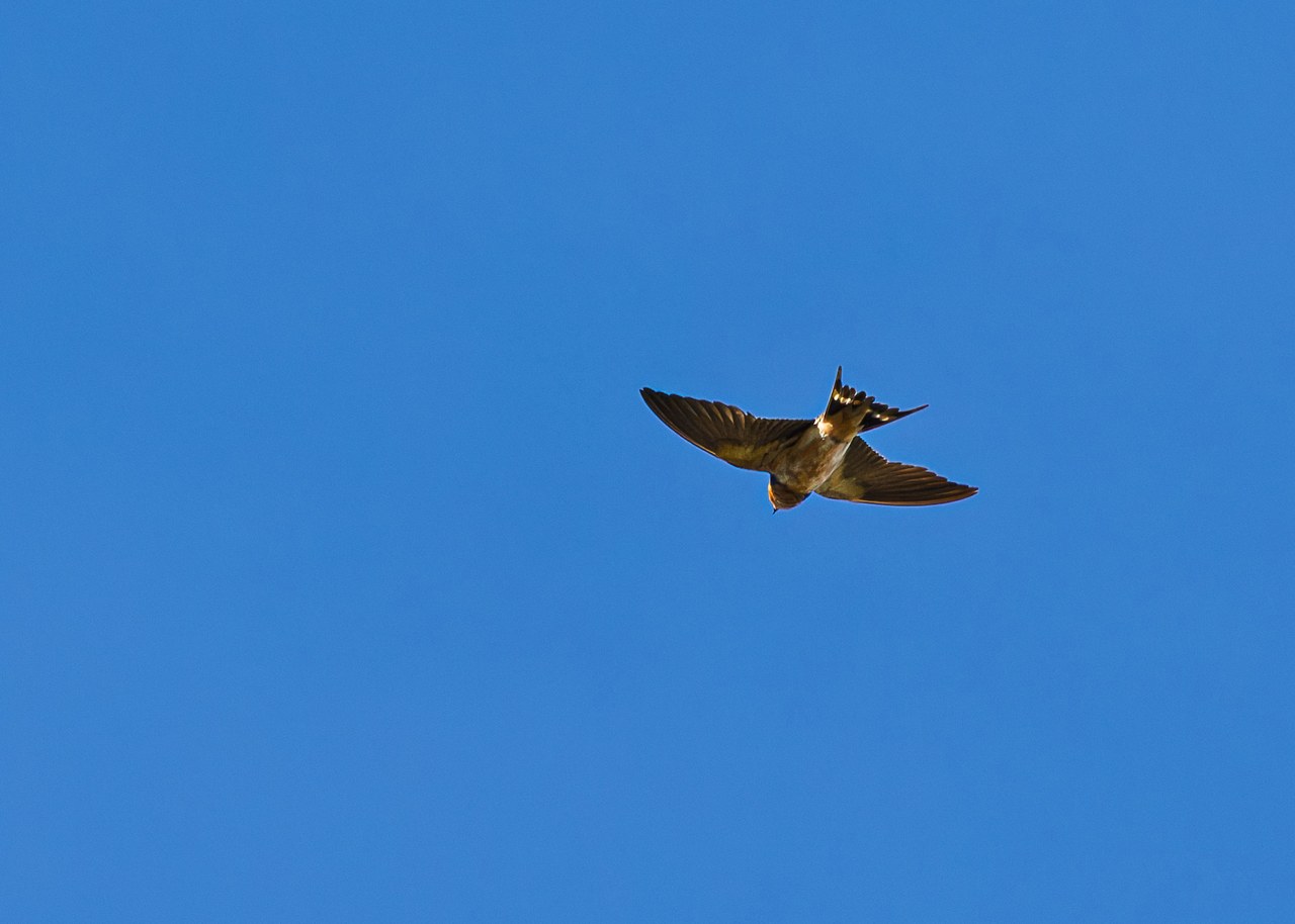 Barn Swallow flying overhead with its long, deeply forked tail spread against the blue sky
