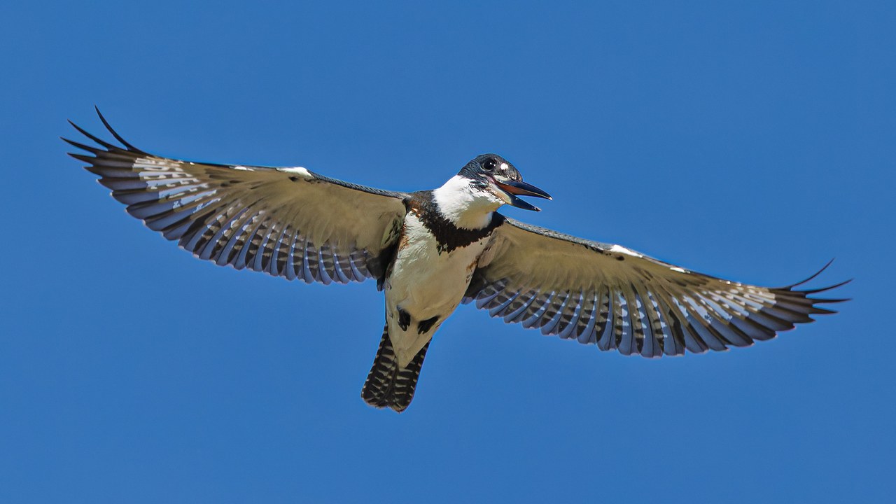 Belted Kingfisher flying close overhead with its wings spread