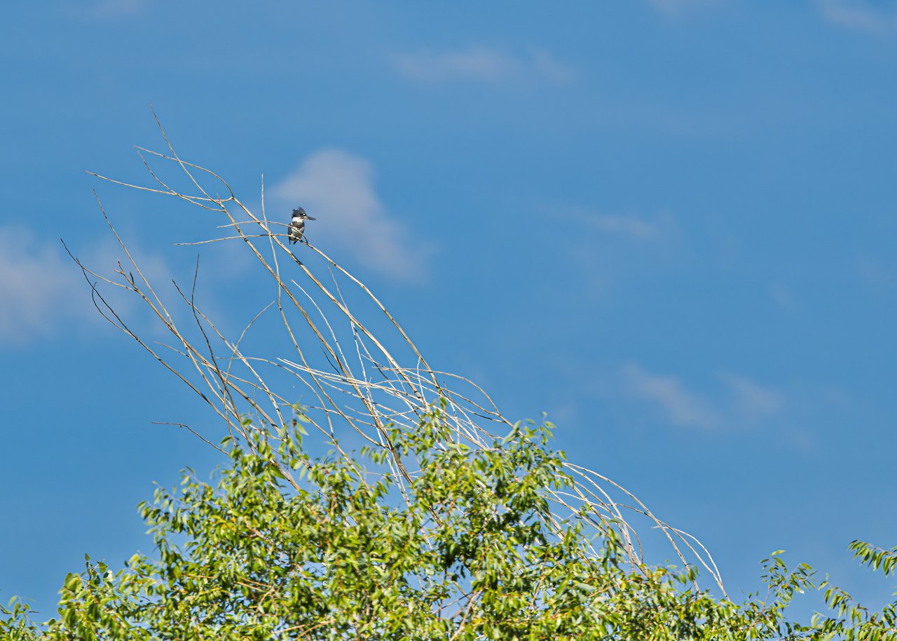 Belted Kingfisher perched in the distance at the Provo River Delta
