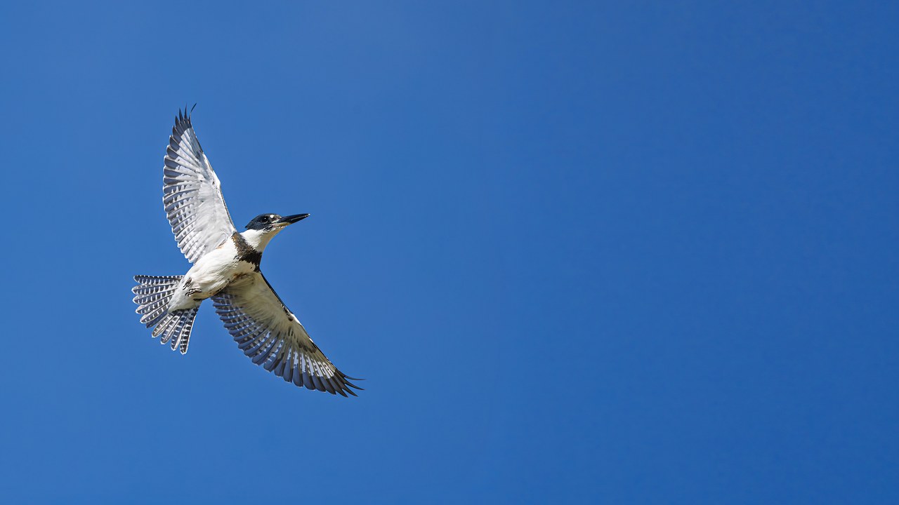 Belted Kingfisher flying past the group during the September Provo Library field trip at the Provo River Delta
