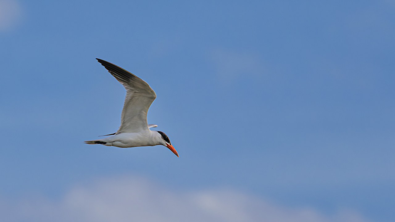 Caspian Tern flying over the Provo River Delta