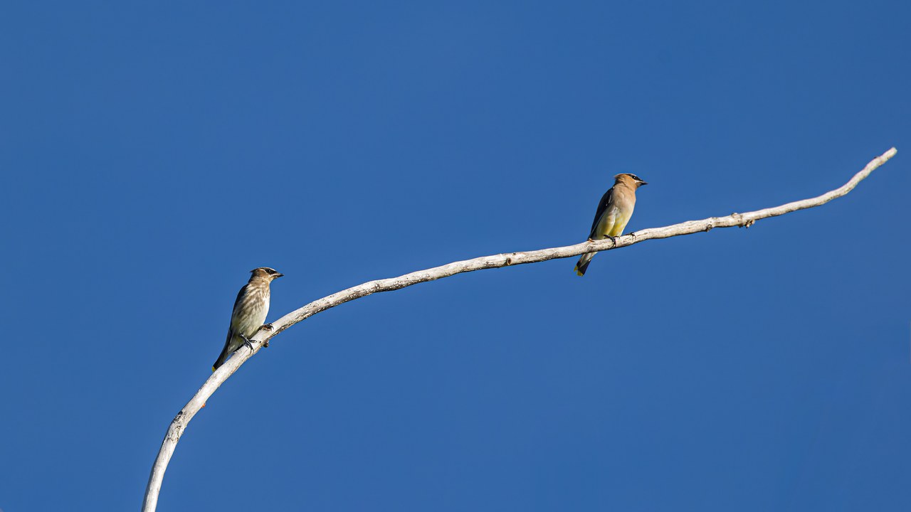 Cedar Waxwings perched together on a bare branch against a blue sky