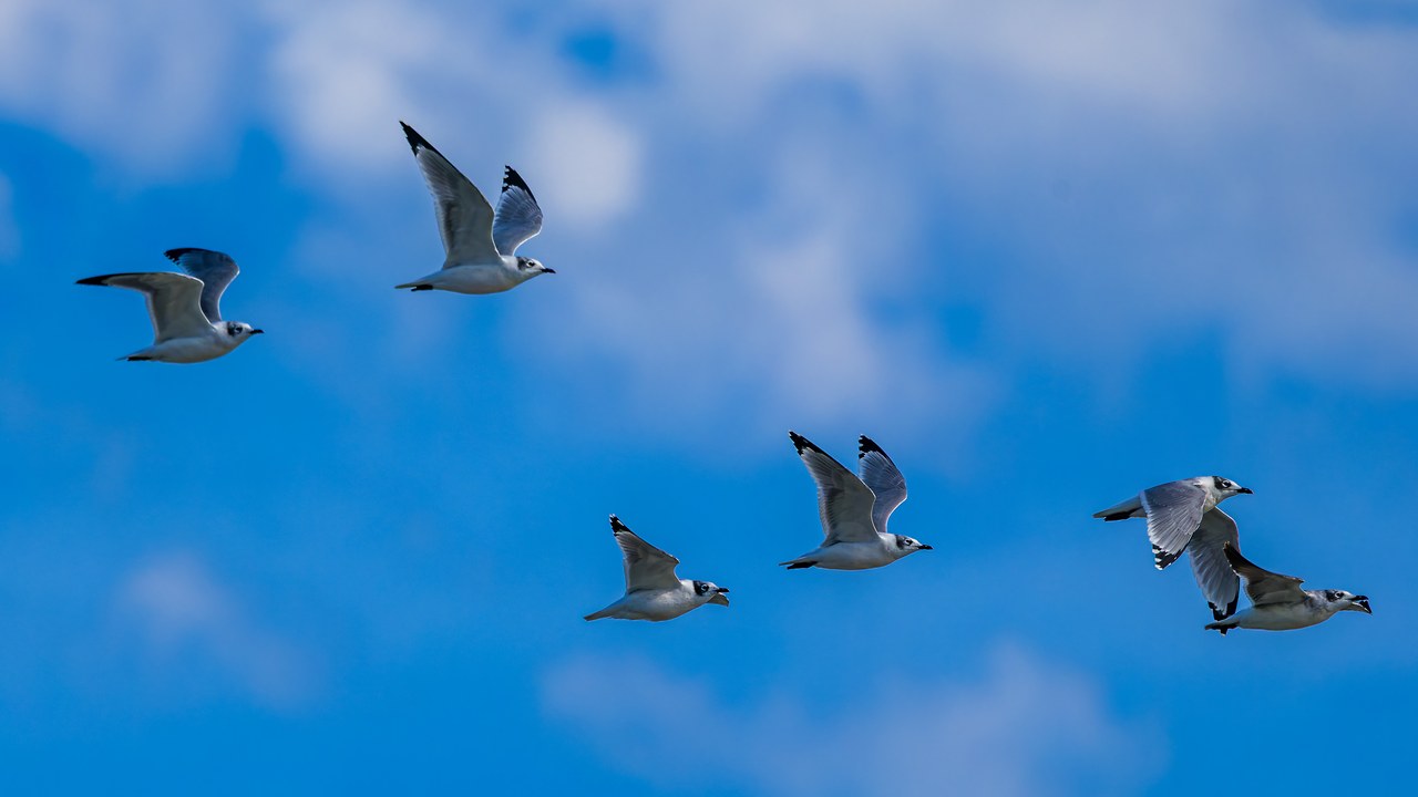 A group of small gulls flying over the Provo River Delta