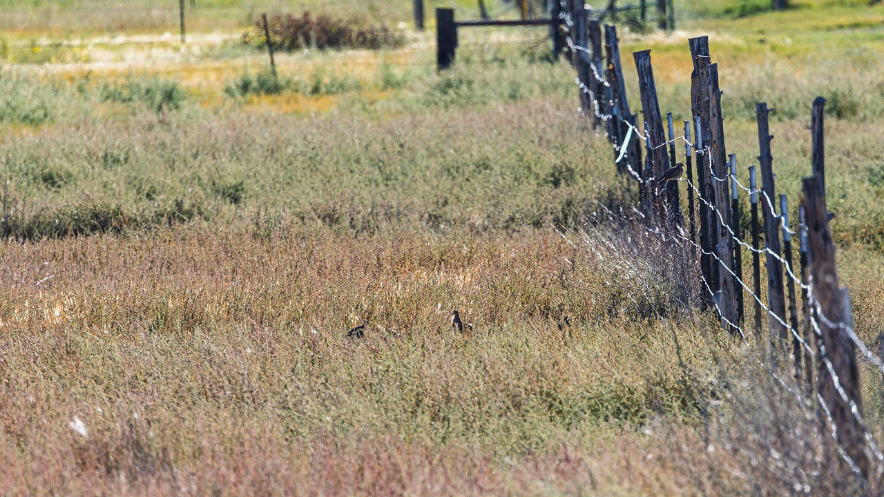A distant Mourning Dove in the bright morning landscape during the quiet start of the Provo River Delta field trip