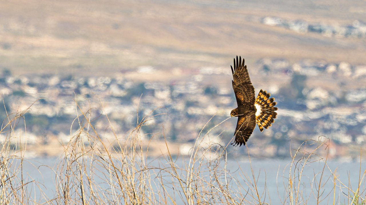 Northern Harrier flying low over the wetland at the Provo River Delta