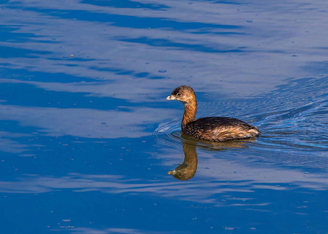 Pied-billed Grebe swimming at the Provo River Delta